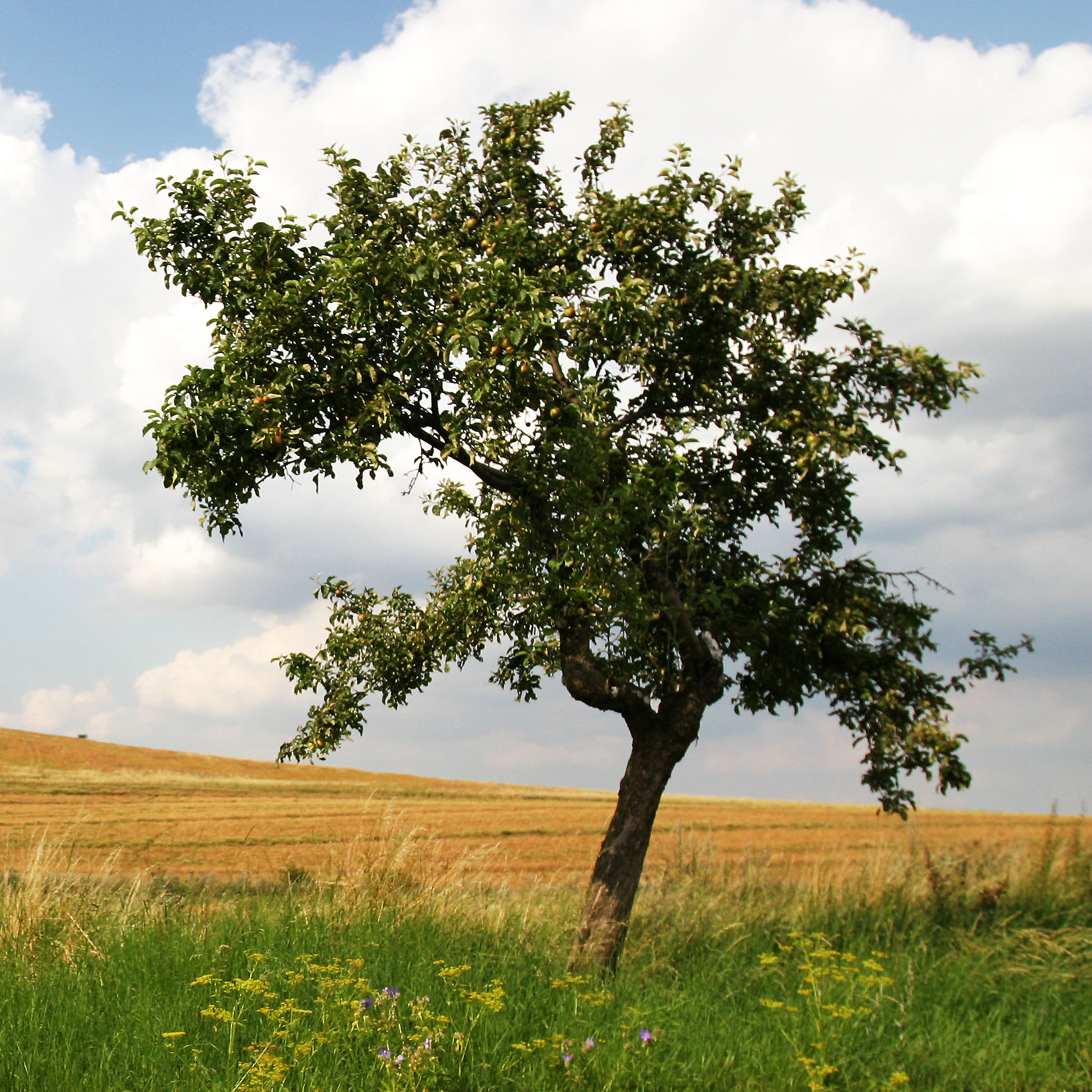 Zahlazování následků těžby pokračuje